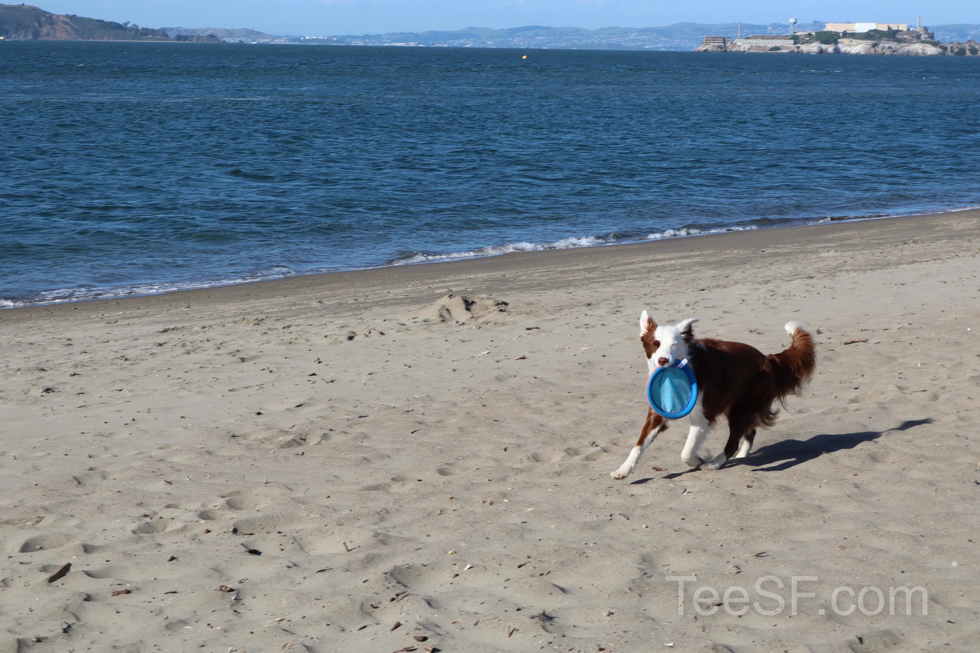 golden Gate Beach Dog With Frisbee during a Stripe Sessions 2026 visit in San Francisco.
